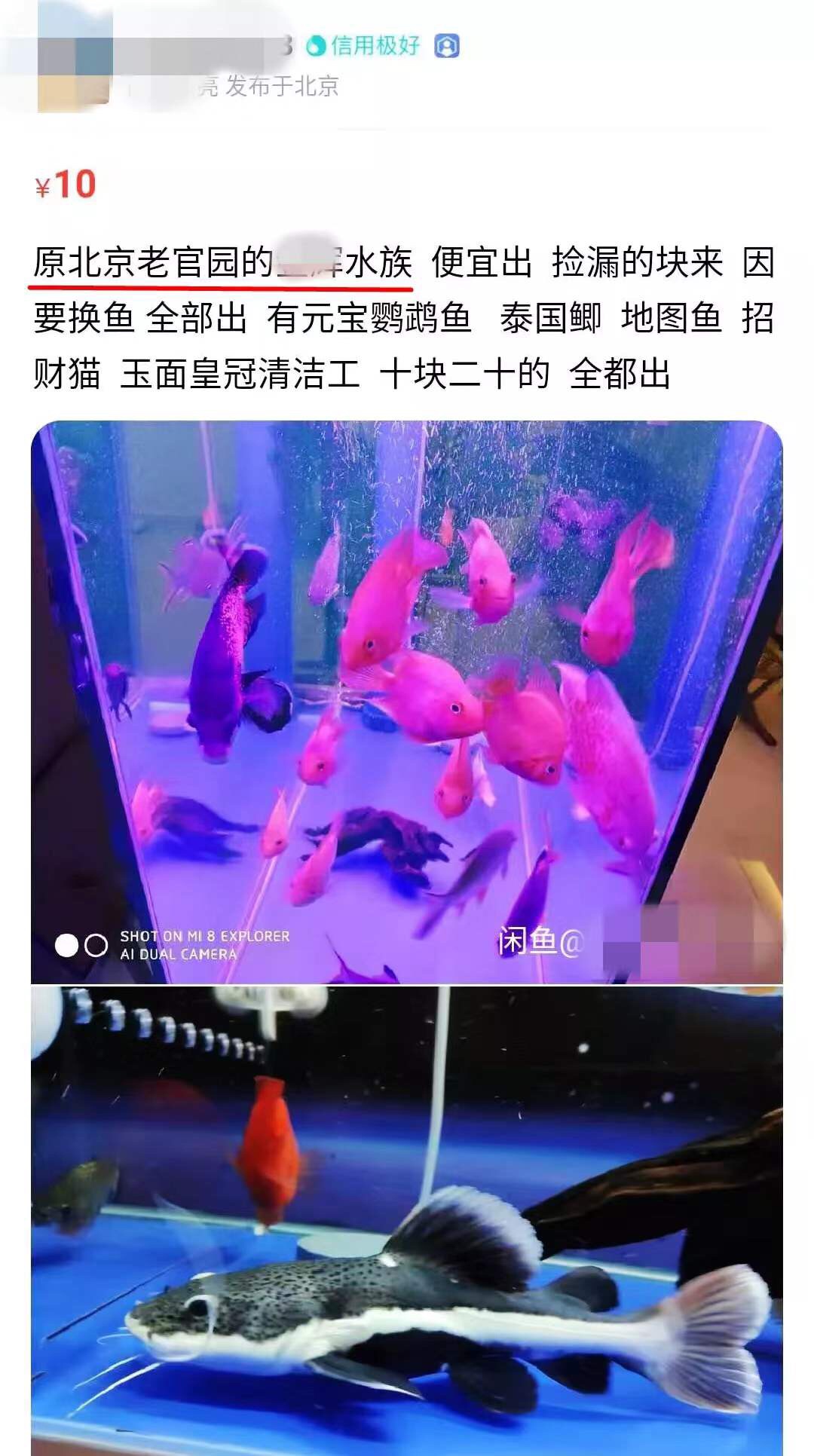 成都狗市场在哪2016
