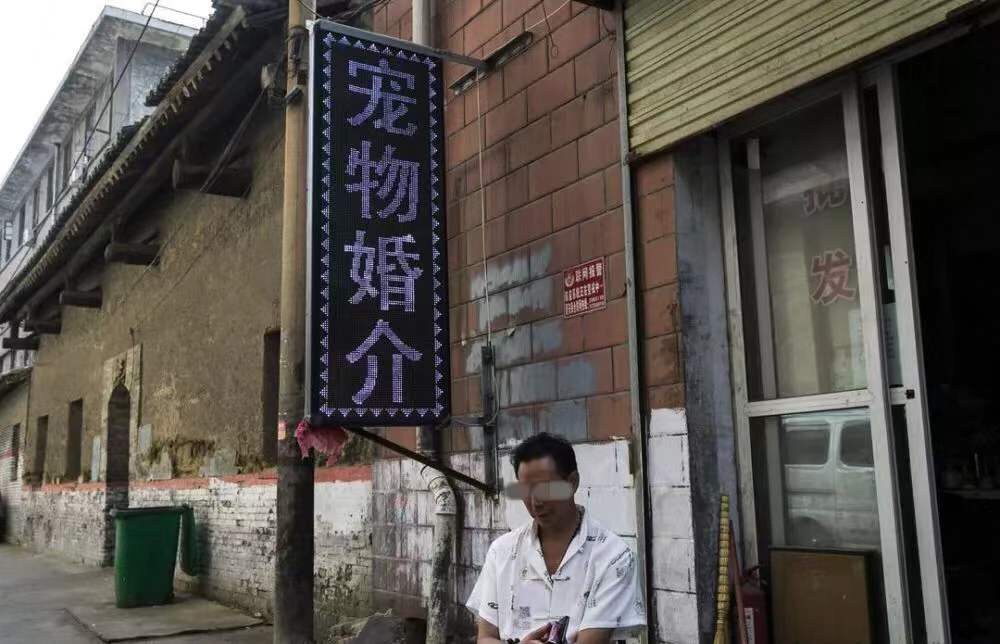 成都狗市场在哪2016